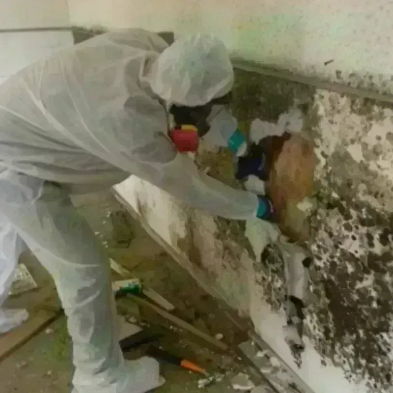 Mold Remediation and Removal in Madison County, FL